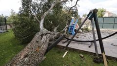 Destrozos por el desplome de un �rbol de gran porte en Montrove