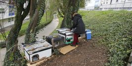 <span lang= es-es >Fonti�as</span>. �ngeles es una de las personas que se coordinan en el barrio para el cuidado de los gatos, y reconoce que, despu�s de una etapa de confrontaci�n con algunos vecinos, ahora todo funciona mucho mejor y la colonia ya es aceptada al verse las ventajas de las que est�n controladas. 