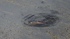 Una nutria, en el r�o Mi�o.