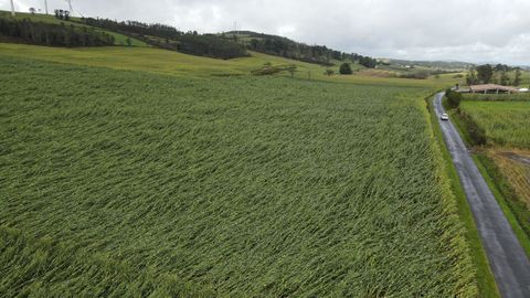 Las fuertes rachas de viento causaron graves destrozos en las fincas de maz