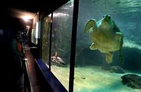 La empresa, l�der en el sector, pretende dar un impulso a las instalaciones de Punta Moreiras.