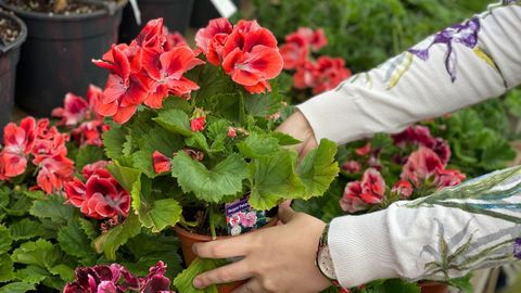 El gernaio precisa mcuidados distintos en cada �poca del a�o