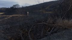As� amaneci� el terreno tras el incendio que asol� Cai�n y parte de la costa de Carballo