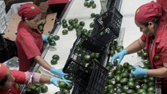 Un grupo de trabajadoras empacando aguacate para la exportaci�n en el Estado de Michoac�n.