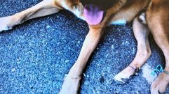 Fotografa difundida por la Guardia Civil en la que se aprecia las marcas que el perro tena en sus patas debido a las ataduras