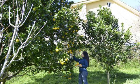Mar Trillo Trillo recoge una cuantas naranjas del �rbol que tiene junto a su casa. 