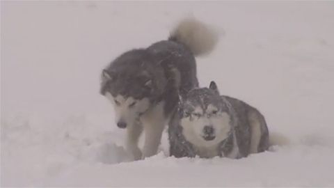 Los animales, los primeros en disfrutar de las primeras nevadas