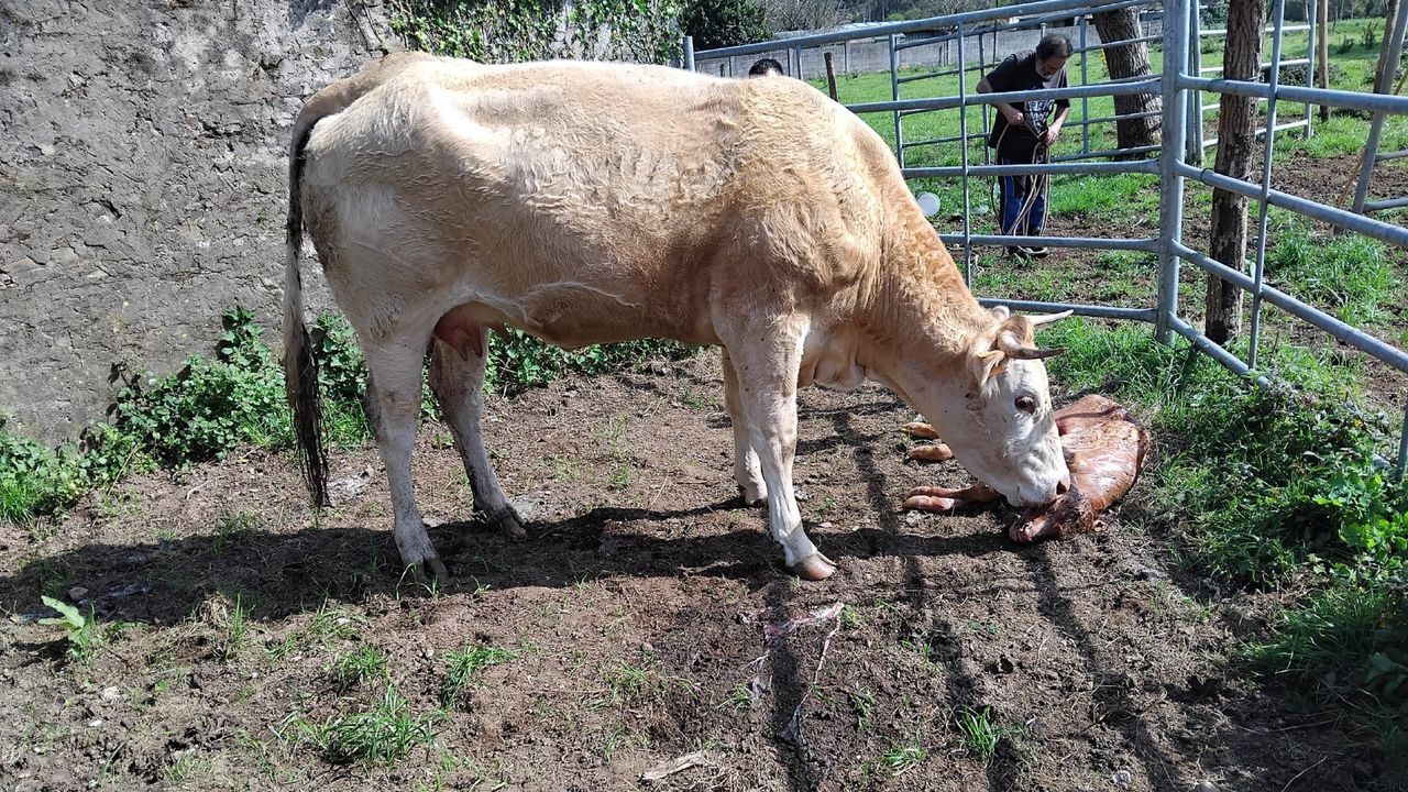 Ganaderos de Narón y Valdoviño desesperados por el lobo: «Matoume dúas ovellas a quince metros da porta da casa. É unha tristeza»