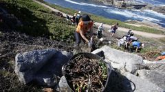 Retirada de especies invasoras en la Torre