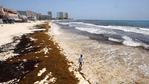 Una persona camina por una playa de Canc�n cubierta de sargazo.