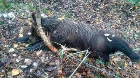 Osa muerta en Le�n
