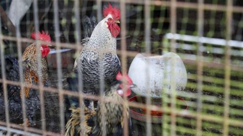 Imagen de archivo de un gallo y unas gallinas confinadas