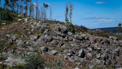 As est el monte de Barbanza un ao despus del gran incendio