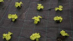 Invernadero de lechugas. Imagen de archivo