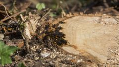 Un enjambre de velutinas se da un festn en un eucalipto recin talado en Zas