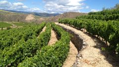 Vi�edo de Rafael Palacios no municipio do Bolo