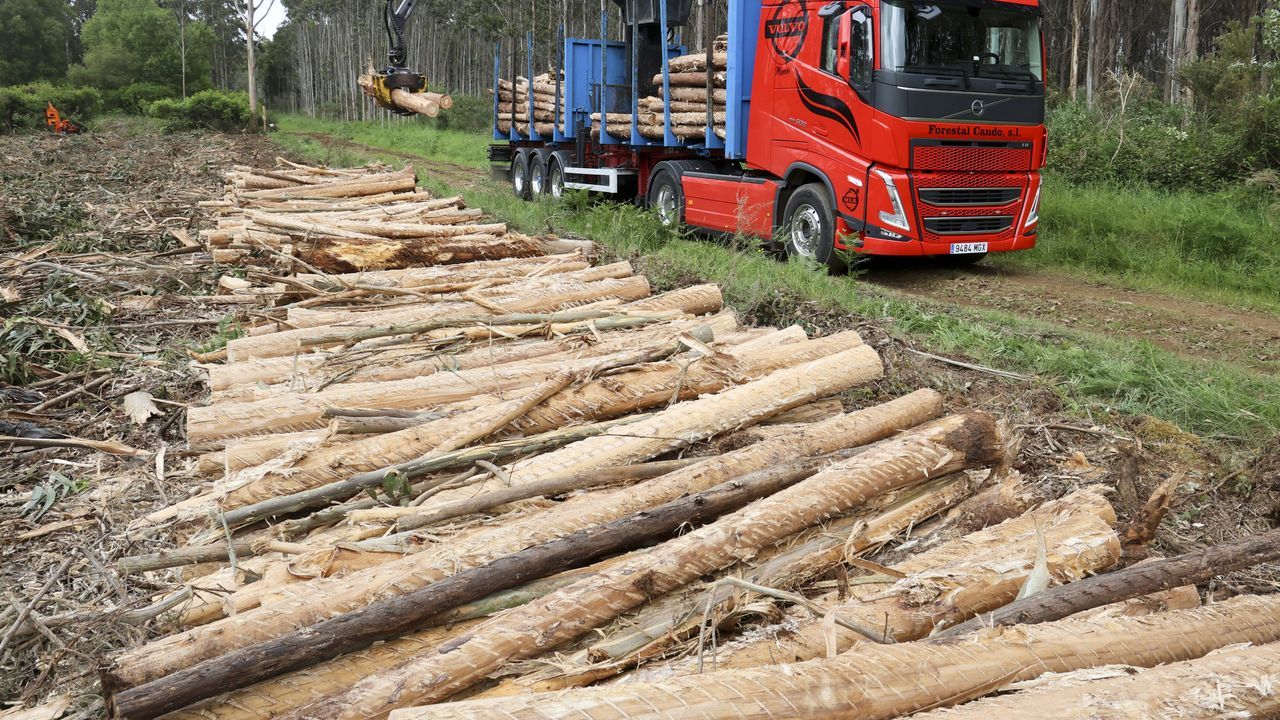 Un total de 25 organizaciones ecologistas exigen ampliar las moratorias del eucalipto en todo el norte peninsular