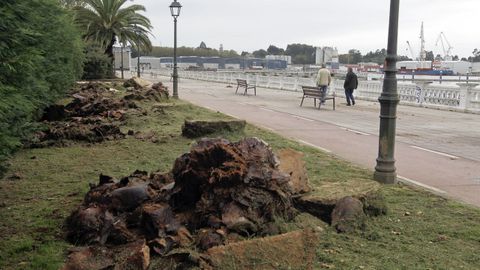 La tala final de las palmeras del parque del Centenario