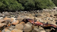 El calder�n varado en Ferrol.