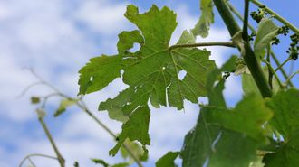 Una granizada causa da�os en un vi�edo de R�as Baixas, en la comarca de O Saln�s