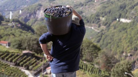 Jess Martnez carga con un capazo lleno de uvas este domingo en su via de O Saviao