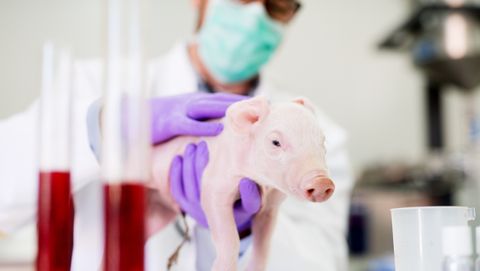 Un investigador, con una cr�a de cerdo, en una imagen de archivo