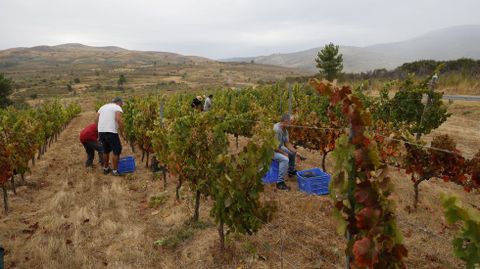La vendimia ya está en marcha en la D.O. Monterrei.