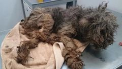 �La perrita estaba tan sucia y enferma que no pod�a mantenerse en pie�