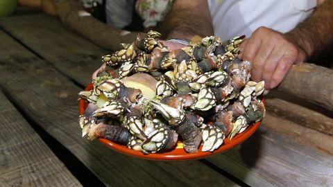 Percebe. Este producto típico bien merece un lugar al lado del queso de tetilla y  de la empanada
