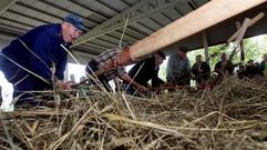 Los manles tienen que caer sobre el cereal con orden y concierto. Los hombres se sit�an en dos filas, frente a frente, y golpean de forma alternativa, �primeiro os dun lado, logo os doutro�. Todos deben dejar caer el �p�rdago� en el mismo momento.