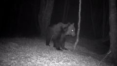 El FAPAS explica las diferencias entre un oso y un jabal�