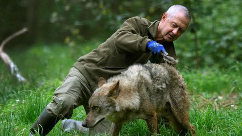 El veterinario Jaime Leopoldo Marcos Beltrán pasa por el lomo del lobo Tino un cepillo impregnado de antiparásitos