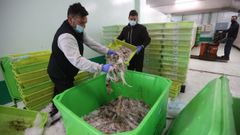 Comercializadoresdela lonja de A Corua tirando el pescado en mal estado por la huelga de transporte
