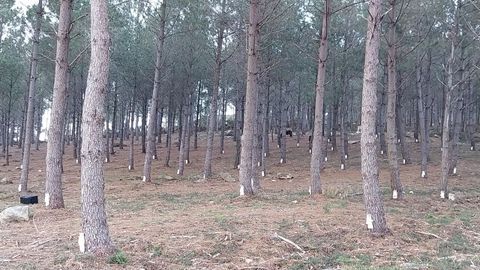 Bosque de aprovechamiento de resina