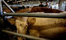 La sesi�n de ayer registr� buena entrada de terneros carniceros al concurrir 123 ejemplares.