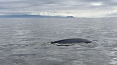Una ballena azul en la r�a de Arousa