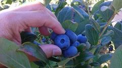 Ar�ndanos en una de las plantaciones