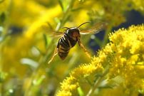 Avispas devoran la fruta. 