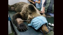 El oso rescatado en Le�n no puede mover sus extremidades
