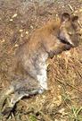 Canguro hallado muerto en una carretera de Castro de Rei