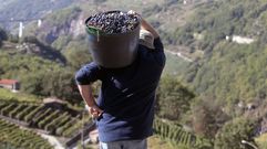 Fotos de la vendimia 2022 en la Ribeira Sacra