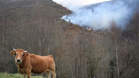 Uno de los incendios forestales que se mantienen activos esta ma�ana en Asturias