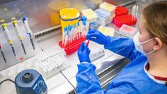 Los an�lisis moleculares confirmaron la persistencia del virus