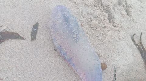 Una de las carabelas que apareció en Sanxenxo, ya muerta y sin tentáculos.