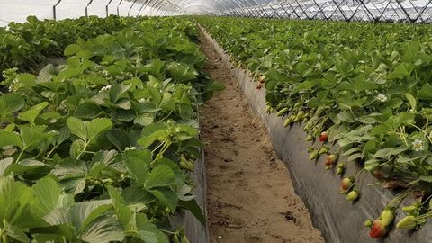 El cultivo de fresas, como se ve en la imagen, es una de las alternativas que pueden aprender