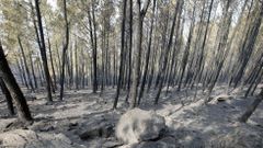 Las llamas afectaron a una superficie aproximada de 130 hect�reas