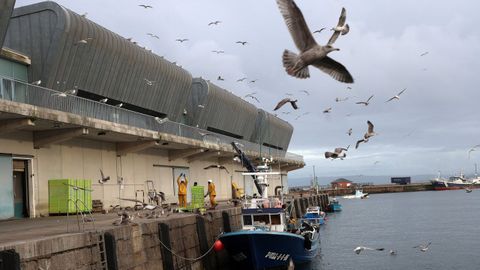 Gaviotas sobrevuelan un pesquero que descargaba en el puerto de Ribeira en noviembre del 2025.