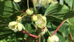 Flores de mini kiwis en la plantaci�n de�Ar�ndanos El Cierr�n