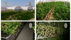M�s de 14.000 plantas de marihuana