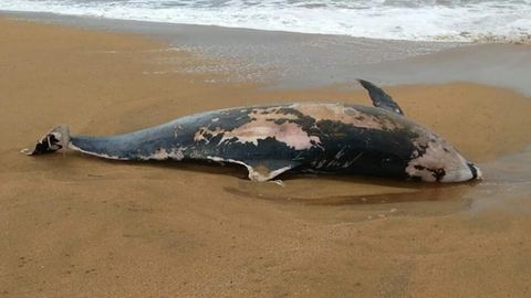 Un delf�n muerto en la playa de Verdicio